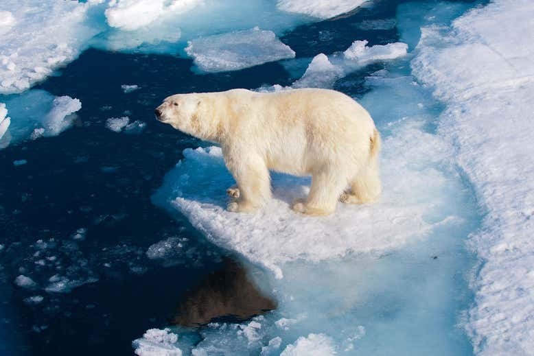 Gấu trắng Bắc Cực có nguy cơ biến mất trên địa cầu vào cuối thế kỷ này