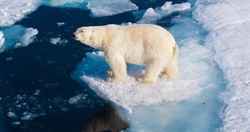Gấu trắng Bắc Cực có nguy cơ biến mất trên địa cầu vào cuối thế kỷ này