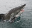 Cá mập cắn đứt đầu cá voi dài mắc cạn