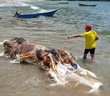Sinh vật trôi dạt trên bãi biển Malaysia là con gì?