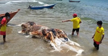Sinh vật trôi dạt trên bãi biển Malaysia là con gì?