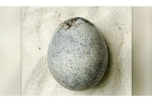 Kỳ lạ trứng thời La Mã 1.700 tuổi vẫn còn nguyên lòng đỏ, lòng trắng