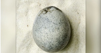 Kỳ lạ trứng thời La Mã 1.700 tuổi vẫn còn nguyên lòng đỏ, lòng trắng