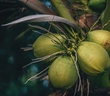 9 lợi ích sức khỏe của việc uống nước dừa trong mùa nắng nóng