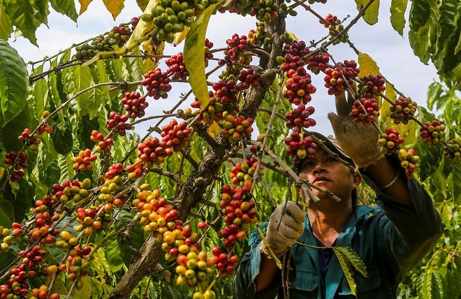 Việt Nam xuất khẩu gần 756.000 tấn cà phê, thu về gần 2,57 tỷ USD trong 4 tháng đầu năm