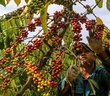 Nông sản “bán” đắt hàng, 4 tháng xuất khẩu thu về hơn 19 tỷ USD