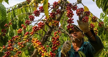 Nông sản “bán” đắt hàng, 4 tháng xuất khẩu thu về hơn 19 tỷ USD Nông sản “bán” đắt hàng, 4 tháng xuất khẩu thu về hơn 19 tỷ USD