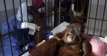 Indonesia: Con đười ươi sống sót với hơn 74 viên đạn súng hơi trong cơ thể, dấy lên hồi chuông cảnh báo