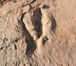 Phát hiện dấu chân khủng long lớn nhất thế giới tại Trung Quốc