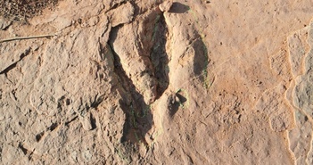 Phát hiện dấu chân khủng long lớn nhất thế giới tại Trung Quốc