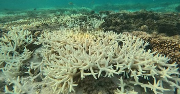 Thế giới xảy ra hiện tượng tẩy trắng san hô hàng loạt