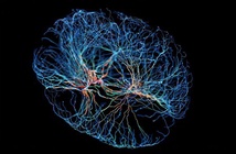Khoa học tìm ra cơ chế giúp não bộ biến trải nghiệm thành ký ức dài hạn, bạn cũng có thể thử xem sao
