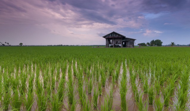 "Sản xuất một bát gạo cần tới 200 lít nước ngọt" - startup giải quyết vấn đề này vừa gọi được 14 triệu USD