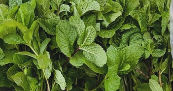 Giải nhiệt cơ thể bằng 6 món ăn uống từ bạc hà Giải nhiệt cơ thể bằng 6 món ăn uống từ bạc hà