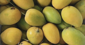 8 lợi ích tuyệt vời khi ăn xoài vào mùa hè 8 lợi ích tuyệt vời khi ăn xoài vào mùa hè