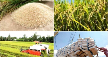 Tin tức kinh tế ngày 17/5: Sản lượng gạo toàn cầu dự báo đạt mức cao kỷ lục Tin tức kinh tế ngày 17/5: Sản lượng gạo toàn cầu dự báo đạt mức cao kỷ lục