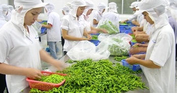 Tin tức kinh tế ngày 18/5: Xuất khẩu rau quả cao kỷ lục Tin tức kinh tế ngày 18/5: Xuất khẩu rau quả cao kỷ lục