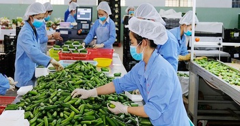 Hàng Việt xuất khẩu đáp ứng tiêu chuẩn xanh để tiến xa Hàng Việt xuất khẩu đáp ứng tiêu chuẩn xanh để tiến xa
