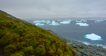 Báo động về tốc độ 'xanh hoá' cực nhanh tại Nam Cực Báo động về tốc độ 'xanh hoá' cực nhanh tại Nam Cực