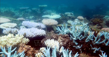 COP29: Gần 50% các loài san hô ở vùng biển nhiệt đới đối mặt nguy cơ tuyệt chủng COP29: Gần 50% các loài san hô ở vùng biển nhiệt đới đối mặt nguy cơ tuyệt chủng