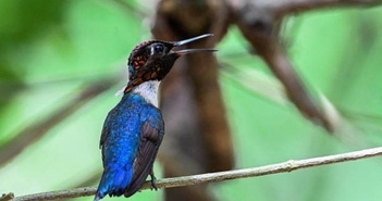 Tiết lộ những lợi ích tiềm ẩn của tiếng chim hót Tiết lộ những lợi ích tiềm ẩn của tiếng chim hót