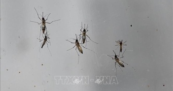 Thí nghiệm cho muỗi mang bệnh sốt rét đốt để tìm thuốc đặc trị Thí nghiệm cho muỗi mang bệnh sốt rét đốt để tìm thuốc đặc trị