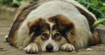 Nghiên cứu mới chứng minh chó cưng và người chia sẻ chung một gene gây béo phì Nghiên cứu mới chứng minh chó cưng và người chia sẻ chung một gene gây béo phì