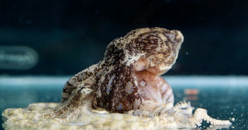 Bạch tuộc sọc xanh đực tiêm nọc độc vào con cái khi giao phối Bạch tuộc sọc xanh đực tiêm nọc độc vào con cái khi giao phối