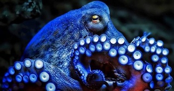 Chế tạo máy nano tự đổi màu như bạch tuộc Chế tạo máy nano tự đổi màu như bạch tuộc