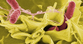 Trung Quốc chế tạo 'vi khuẩn sát thủ' hứa hẹn cơ hội mới trong điều trị ung thư Trung Quốc chế tạo 'vi khuẩn sát thủ' hứa hẹn cơ hội mới trong điều trị ung thư