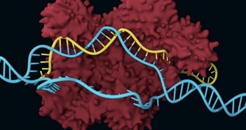 Các nhà nghiên cứu tại Harvard phát triển thành công cách thức chỉnh sửa gen mới hữu hiệu hơn cả CRISPR Các nhà nghiên cứu tại Harvard phát triển thành công cách thức chỉnh sửa gen mới hữu hiệu hơn cả CRISPR