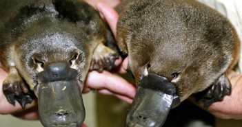 Sự tiến hóa đáng ngạc nhiên của những loài động vật kỳ lạ nhất trên Trái Đất Sự tiến hóa đáng ngạc nhiên của những loài động vật kỳ lạ nhất trên Trái Đất