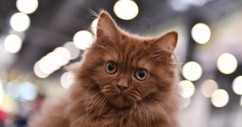 Các nhà khoa học giải thích lý do loài người nuôi mèo như thú cưng Các nhà khoa học giải thích lý do loài người nuôi mèo như thú cưng