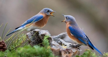 Bất ngờ loài chim hiểu 'ân nghĩa' như con người Bất ngờ loài chim hiểu 'ân nghĩa' như con người
