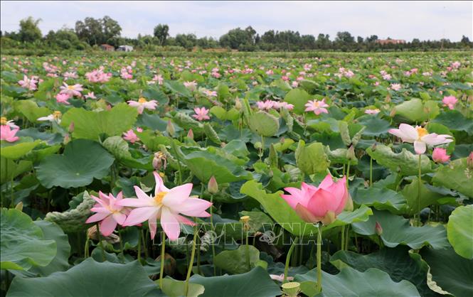 Cấp 1.441 bằng độc quyền sáng chế trong tháng 6/2025