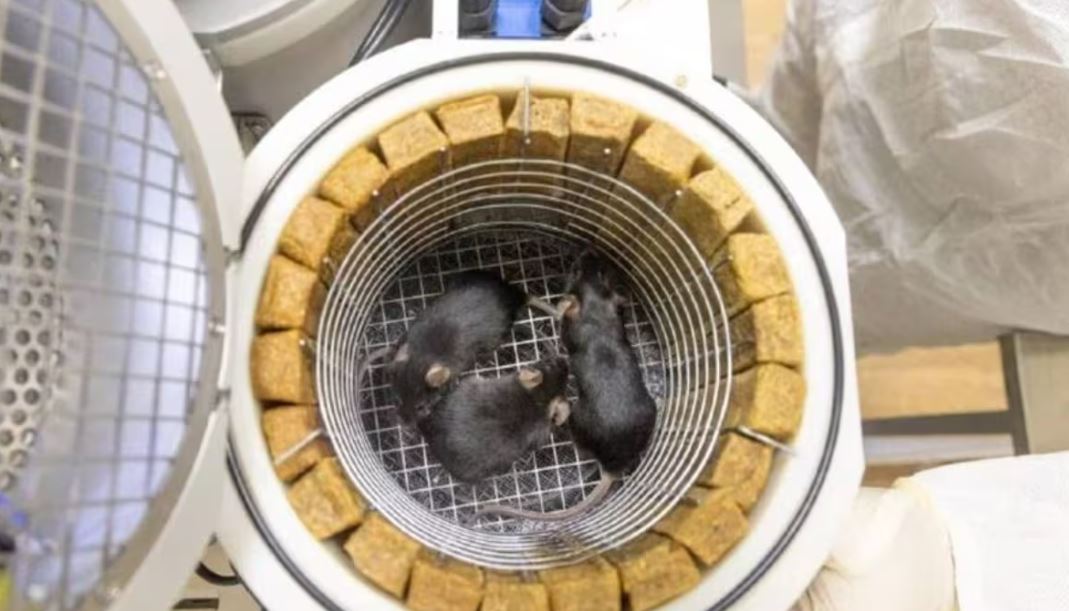 Kỷ lục 75 con chuột, 1.500 ruồi giấm tham gia thí nghiệm không gian của Nga