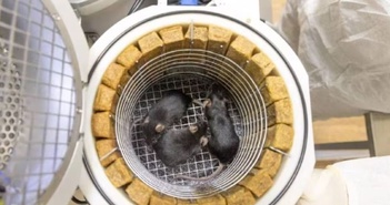 Kỷ lục 75 con chuột, 1.500 ruồi giấm tham gia thí nghiệm không gian của Nga Kỷ lục 75 con chuột, 1.500 ruồi giấm tham gia thí nghiệm không gian của Nga