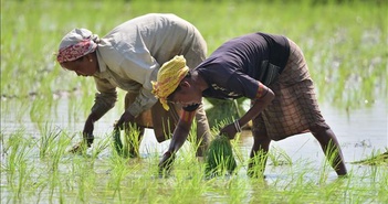 Hạt giống vô tính hứa hẹn thay đổi nông nghiệp toàn cầu Hạt giống vô tính hứa hẹn thay đổi nông nghiệp toàn cầu