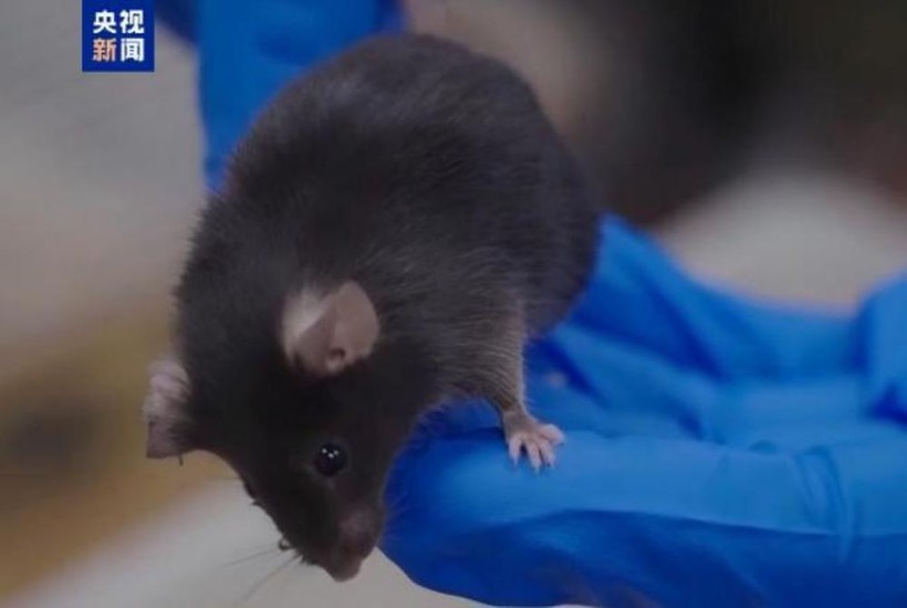 Hành trình lên vũ trụ đầy thử thách của những 'phi hành gia chuột'