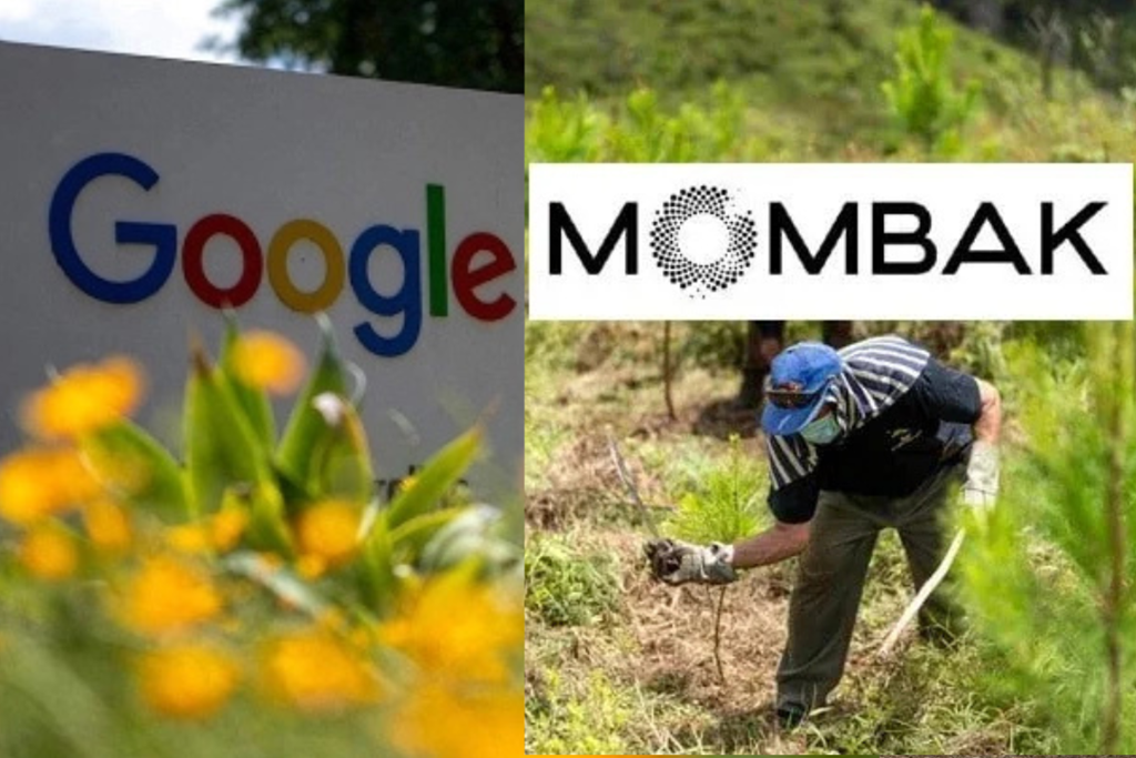 Google ký thỏa thuận tín chỉ carbon lớn nhất, phục hồi 200.000 tấn CO₂ tại Amazon