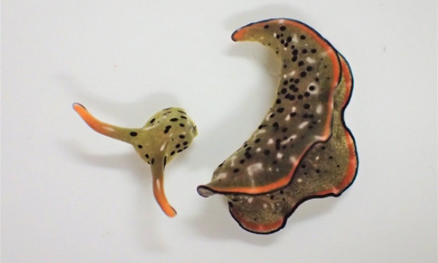 Sên biển - Điều kỳ diệu từ "mẹ thiên nhiên"