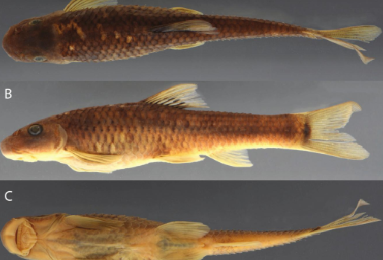 Cá và ong Việt Nam nằm trong số 70 loài sinh vật mới của năm 2025