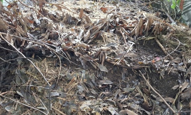 Thanh niên, cán bộ Đoàn tiên phong bảo vệ môi trường từ xử lý chất thải nông nghiệp