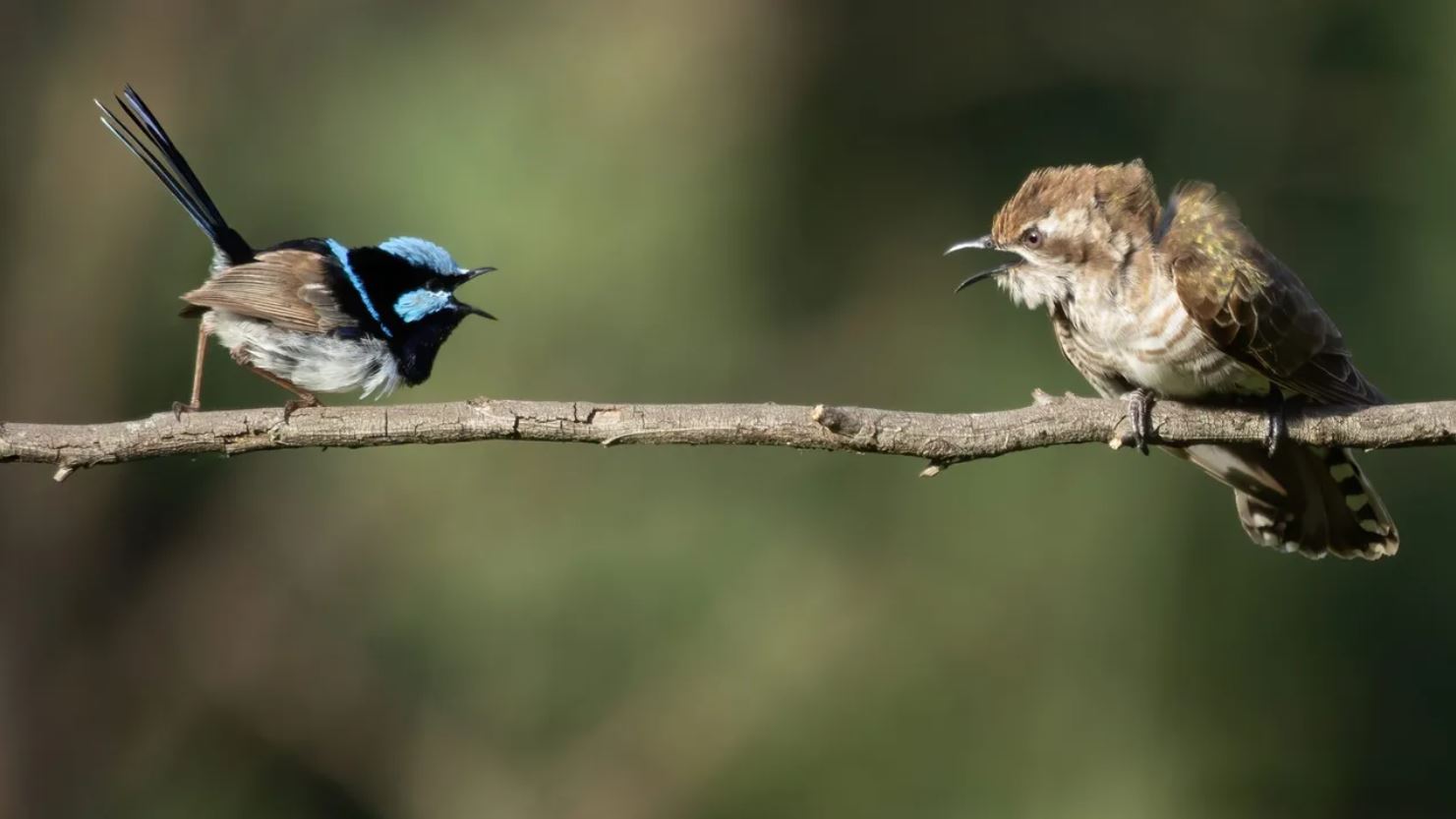 Phát hiện kỳ lạ về phương ngữ bí mật giữa người và chim
