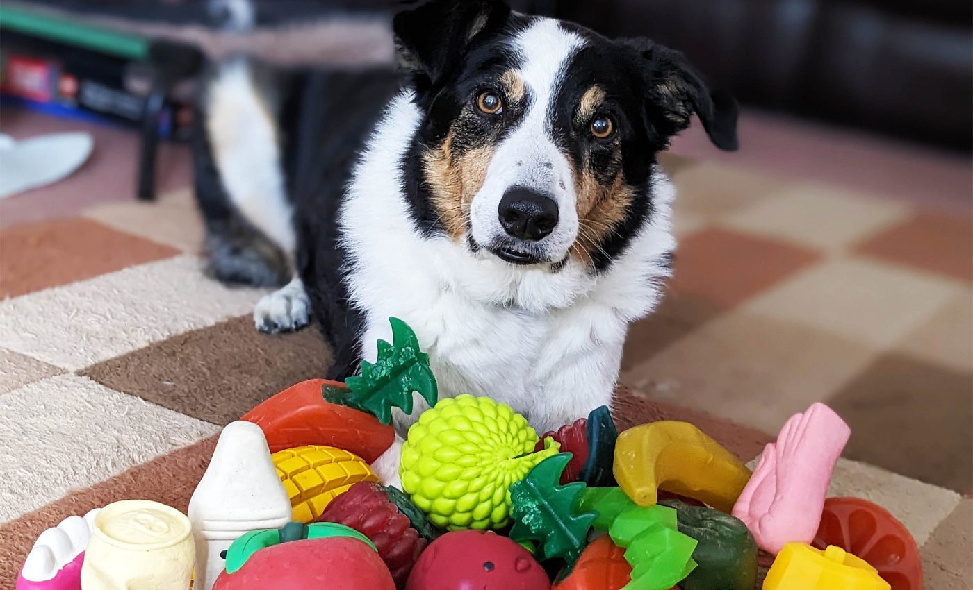 Chó có thể học từ vựng bằng cách 'nghe lỏm' như trẻ nhỏ