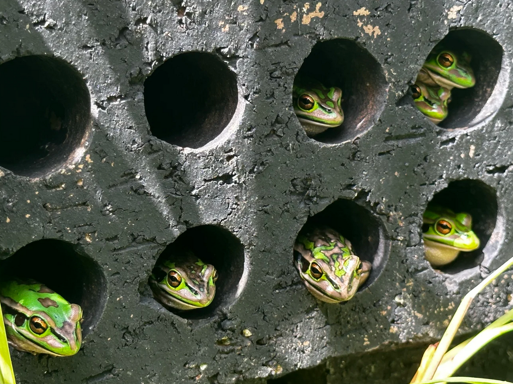 Cuộc chiến cứu ếch khỏi đại dịch nấm toàn cầu