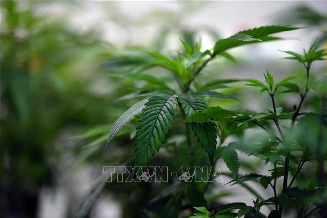 Cần sa không hiệu quả trong điều trị các rối loạn tâm thần phổ biến