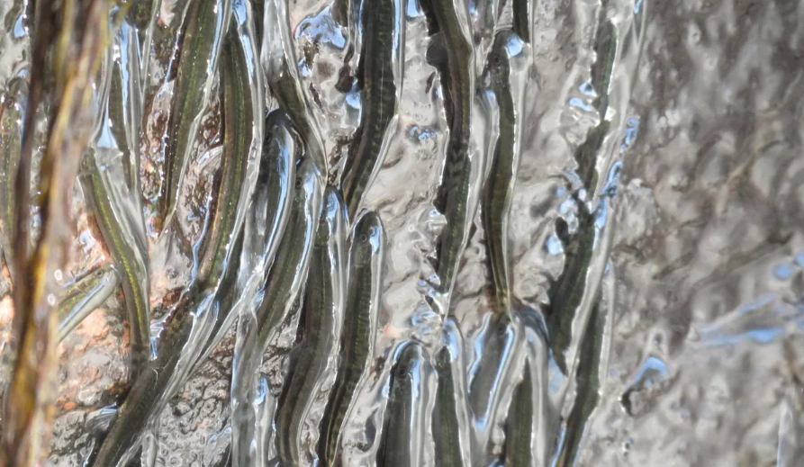 Kinh ngại loài cá tí hon leo ngược thác nước cao 15 mét