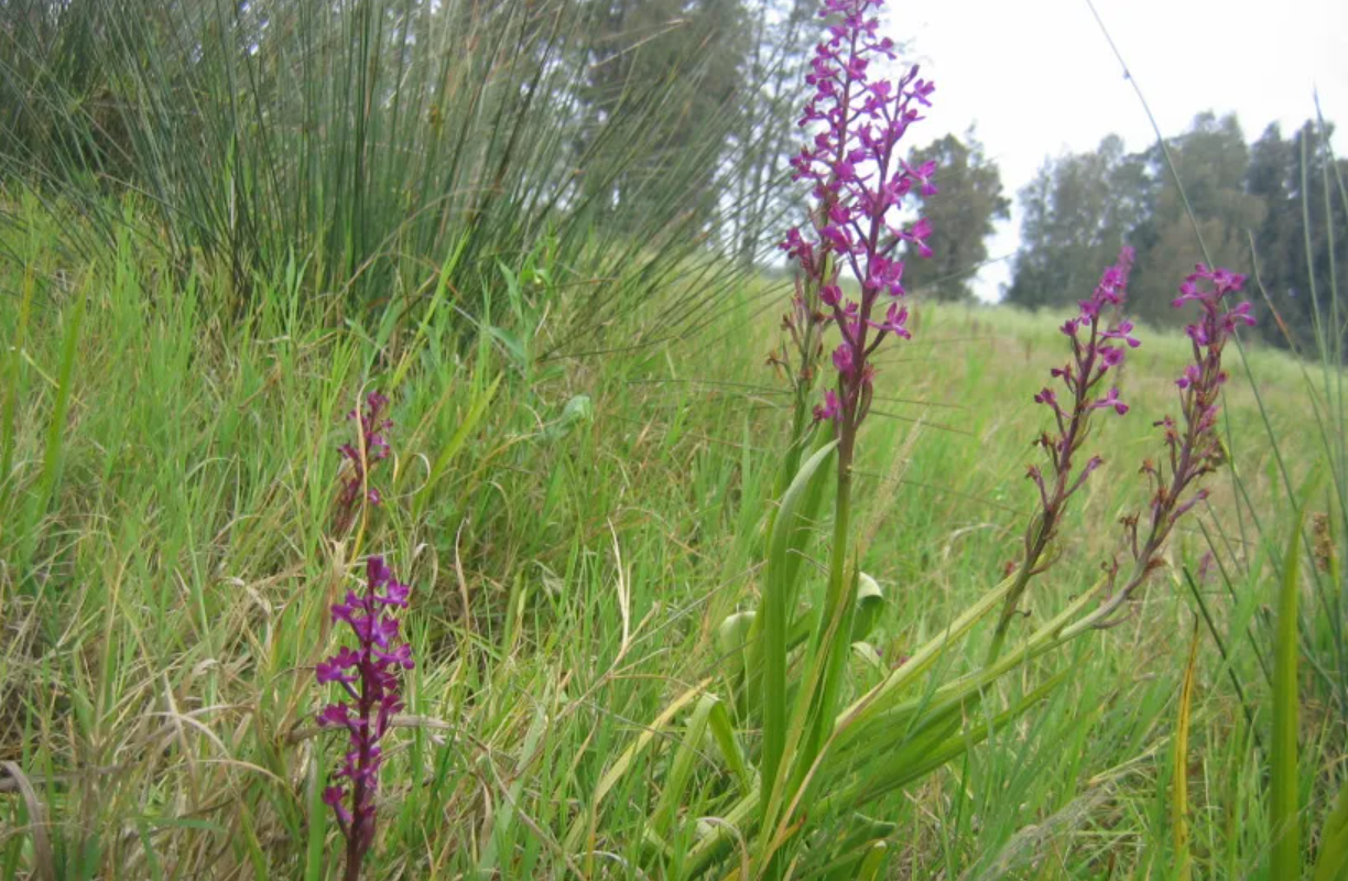 Israel lần đầu ươm mầm thành công lan đầm lầy quý hiếm