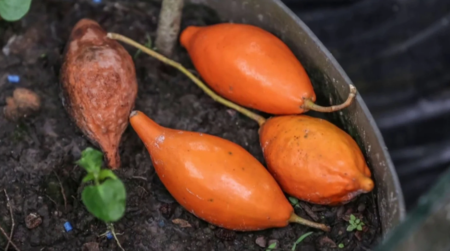 Hướng đi mới trong điều trị các chất gây nghiện